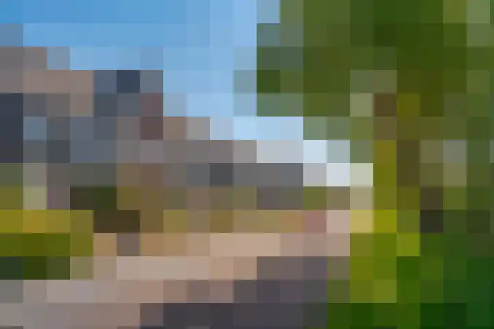 Populier 16 Leek thumbnail 7