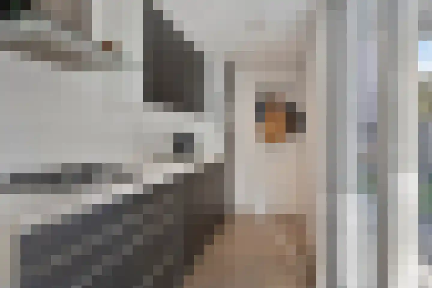 Populier 18 Best thumbnail 10