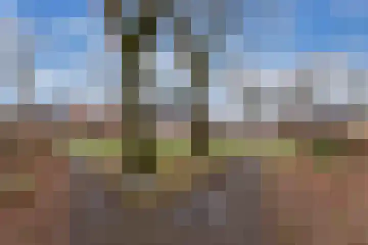 Populier 208 Heerenveen thumbnail 29