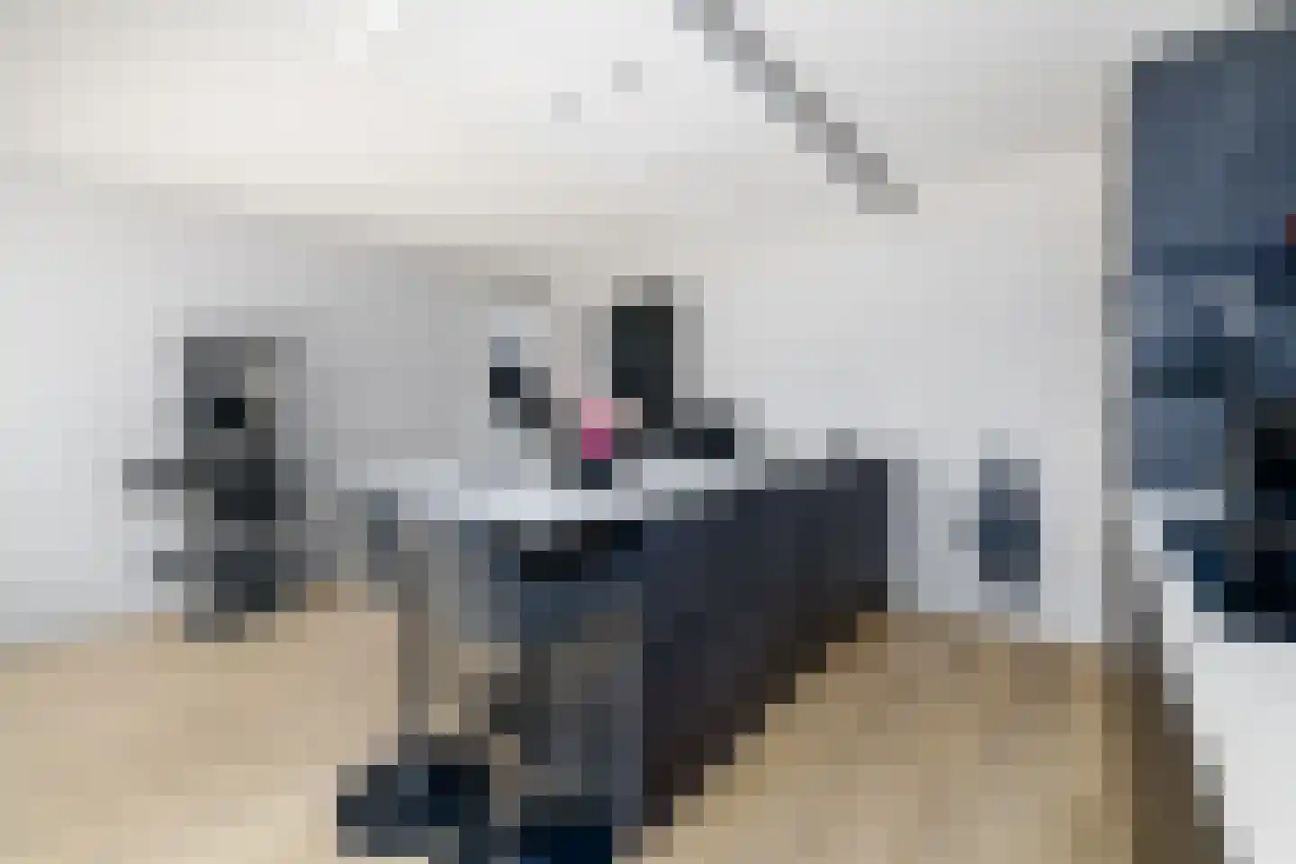 Populier 3 Heerenveen thumbnail 7