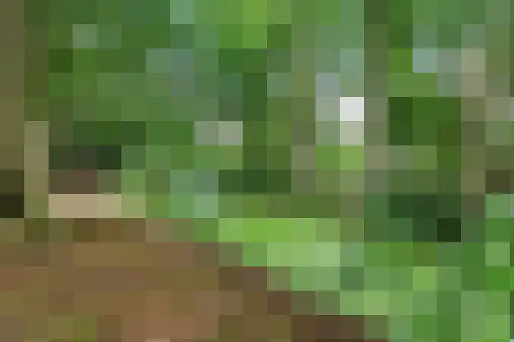 Populier 33 Best thumbnail 34
