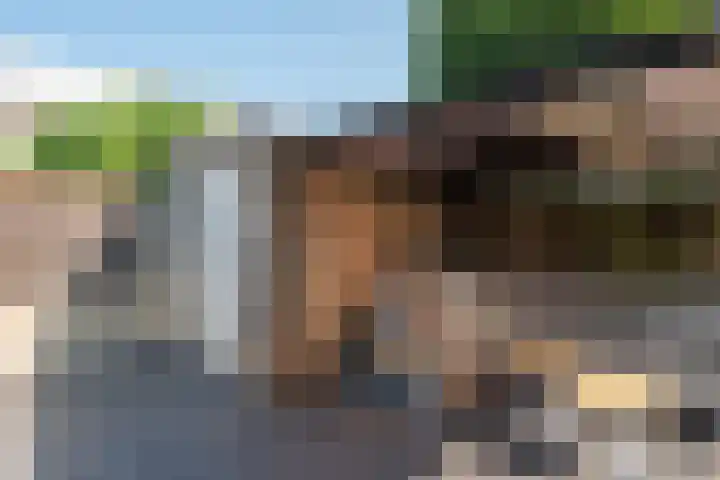 Populier 33 Best thumbnail 37