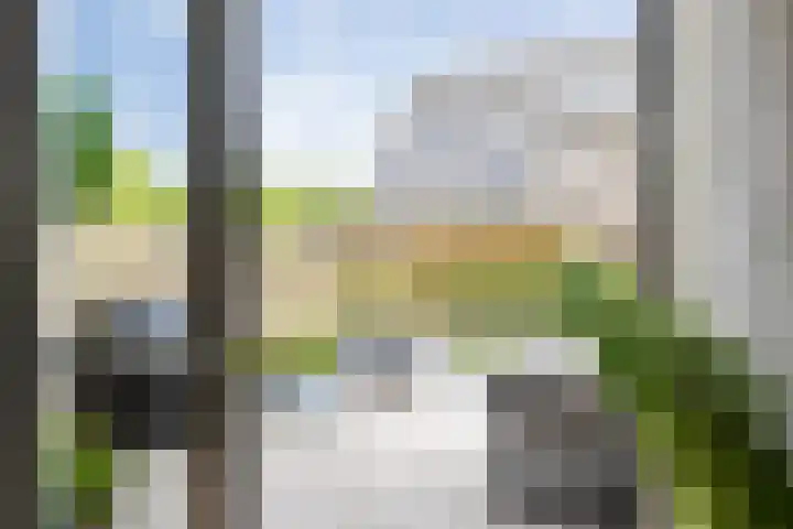 Populier 38 Leek thumbnail 11