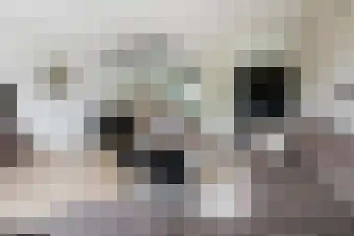 Populier 38 Leek thumbnail 12