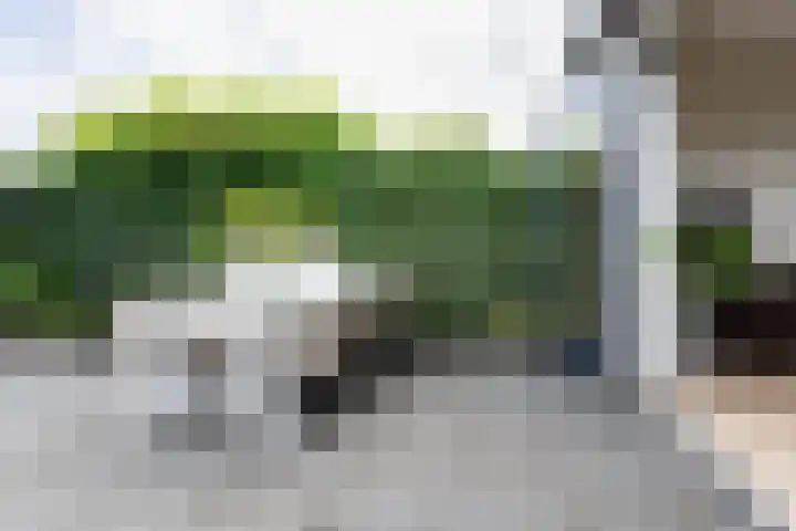 Populier 38 Leek thumbnail 35