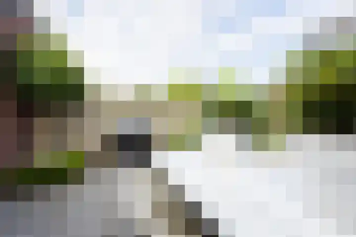 Populier 38 Leek thumbnail 36