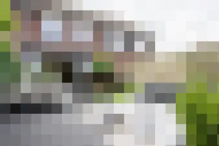 Populier 38 Leek thumbnail 39