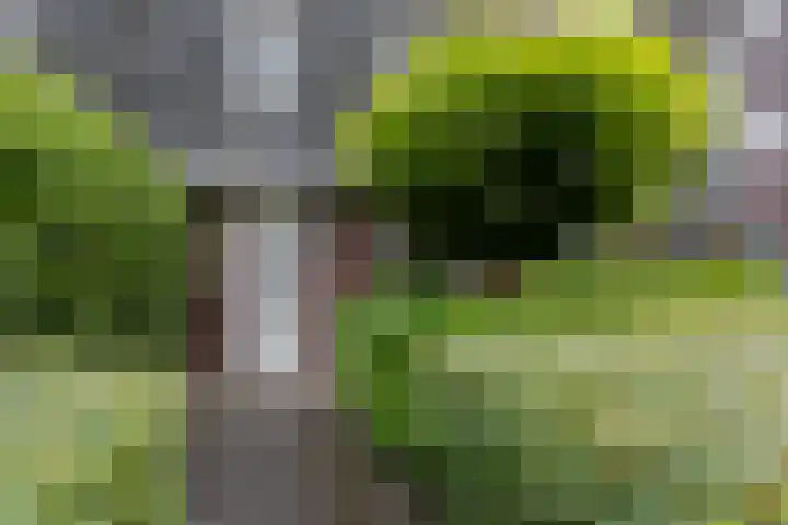 Populier 38 Leek thumbnail 41