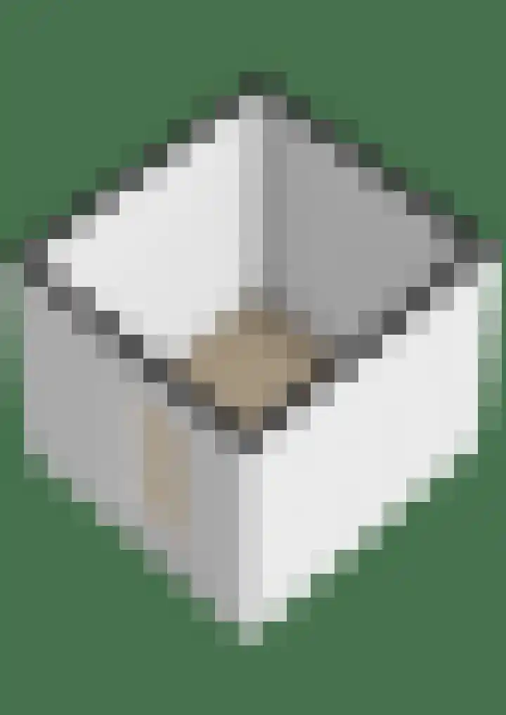 Populier 38 Leek thumbnail 49