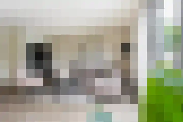 Populier 38 Leek thumbnail 8