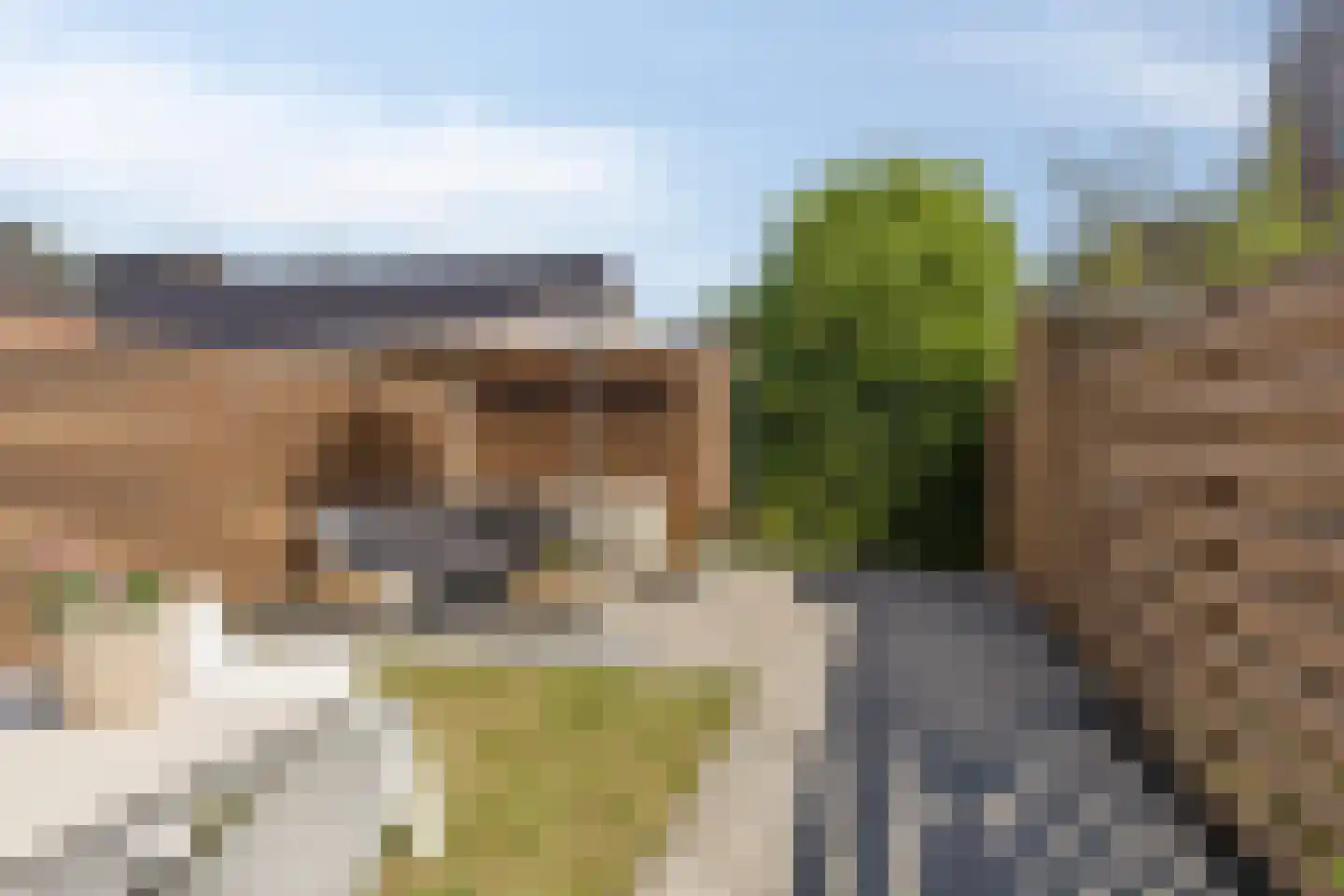 Populier 4 Leek thumbnail 5