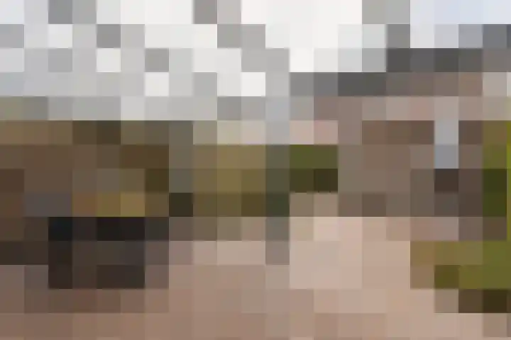 Populier 7 Leek thumbnail 25