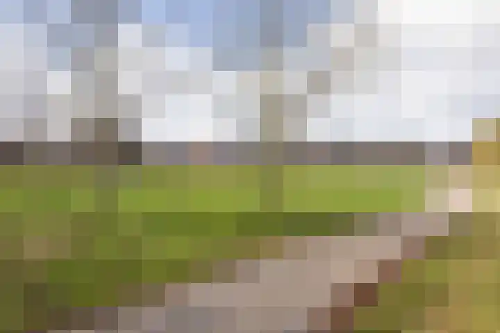 Populier 7 Leek thumbnail 34