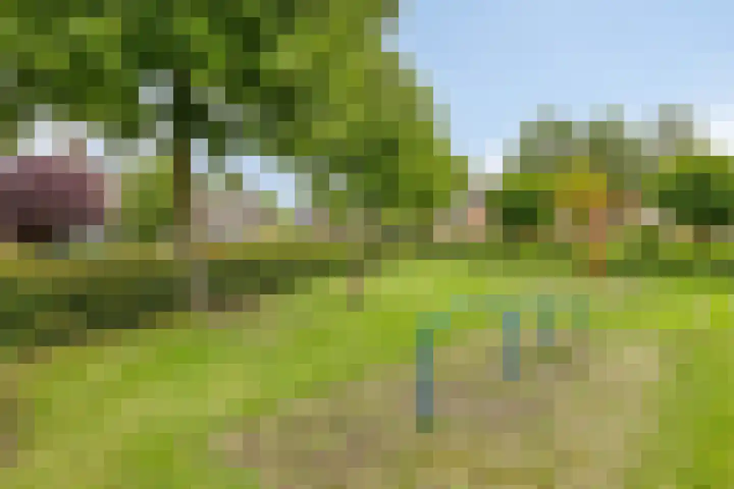 Populier 76 Best thumbnail 48