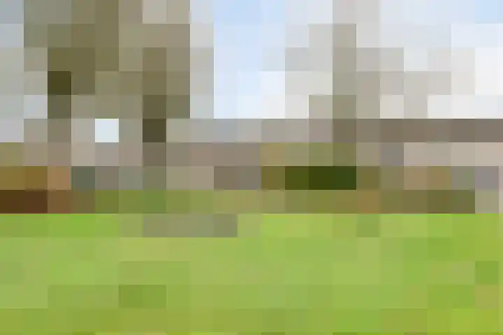 Populier 78 Best thumbnail 30