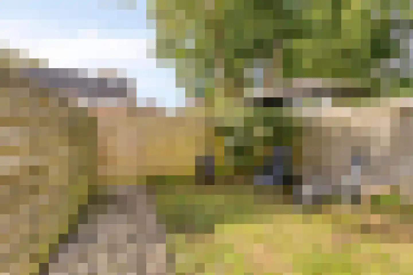 Populier 9 Heerenveen thumbnail 19