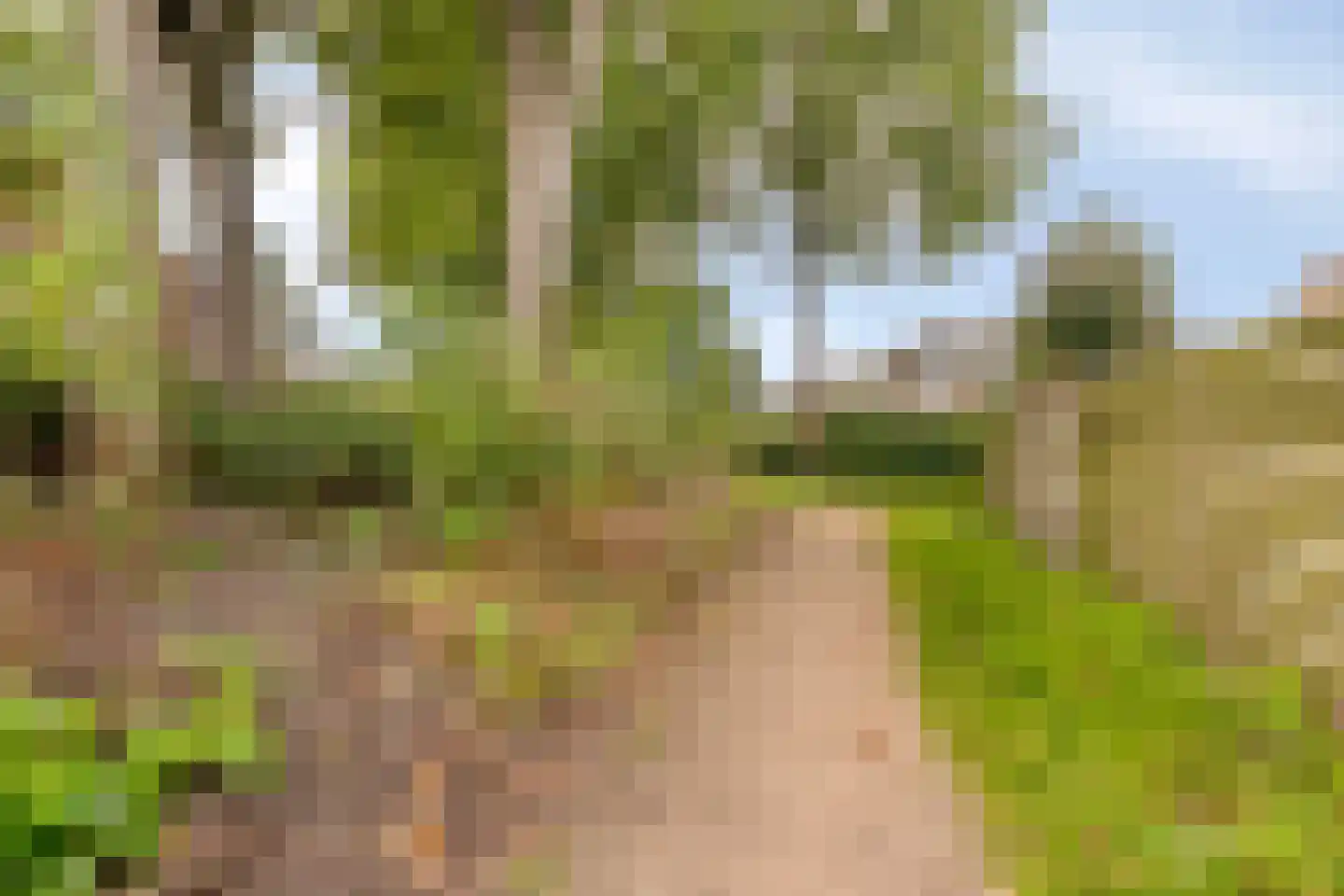 Populier 9 Heerenveen thumbnail 20