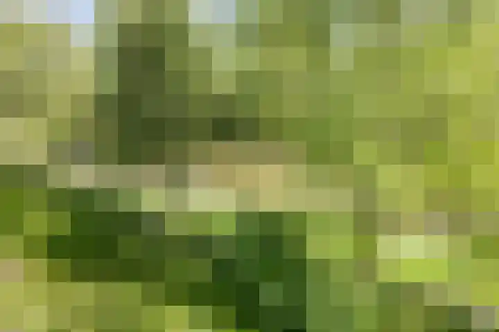 Populierenlaan 115 Groningen thumbnail 27