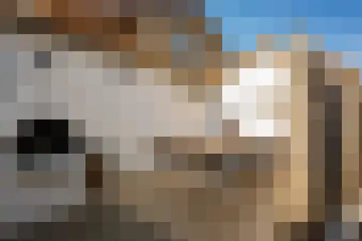 Populierenlaan 17 Leusden thumbnail 26