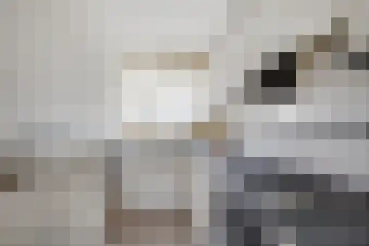 Populierenlaan 68 Zwanenburg thumbnail 10