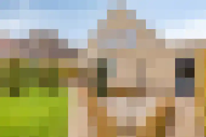 Populierenstraat 12 Vinkel thumbnail 31