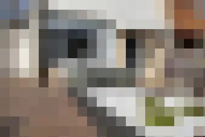 Populierenstraat 15 Fijnaart thumbnail 58