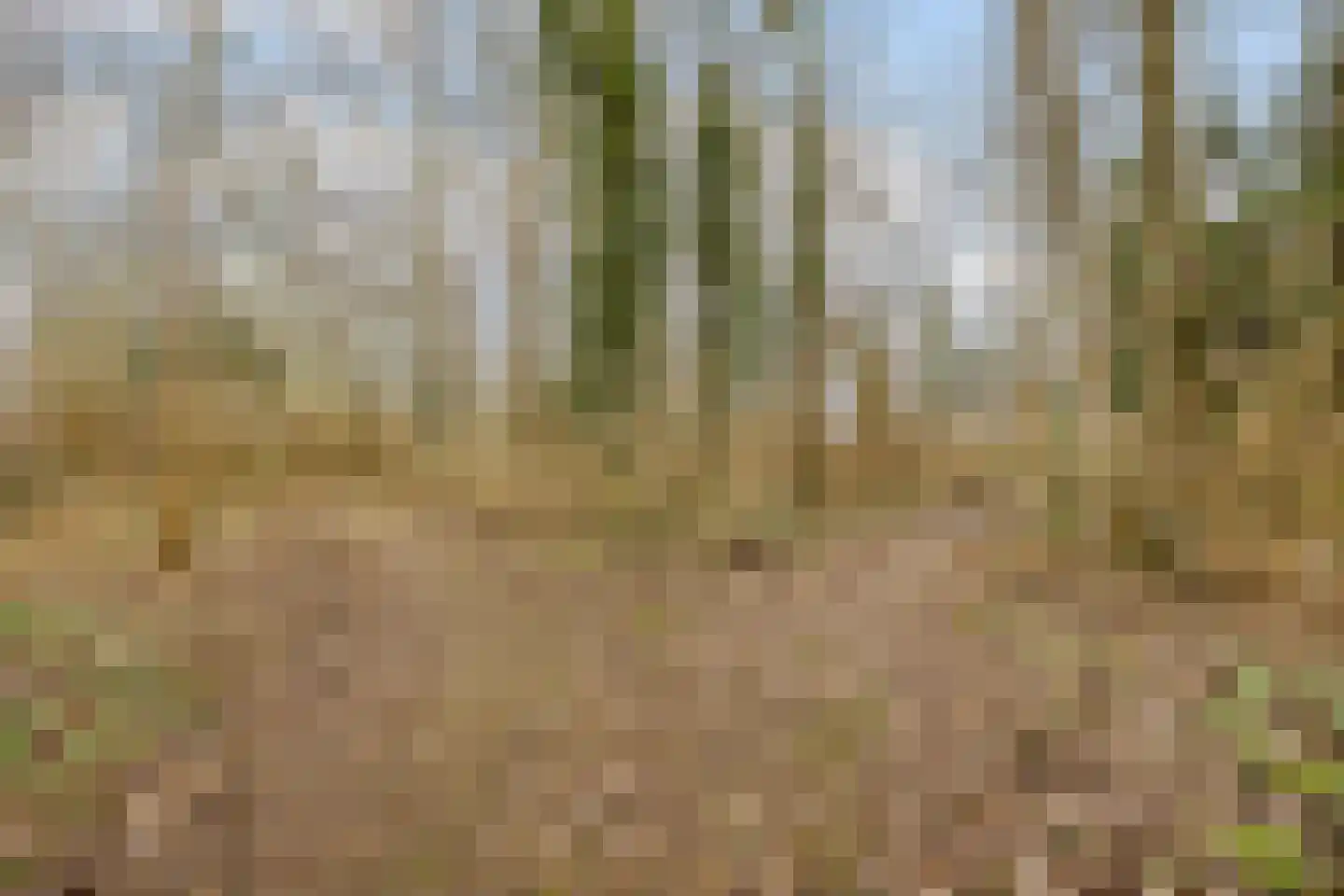 Populierenstraat 35 Vogelwaarde thumbnail 39