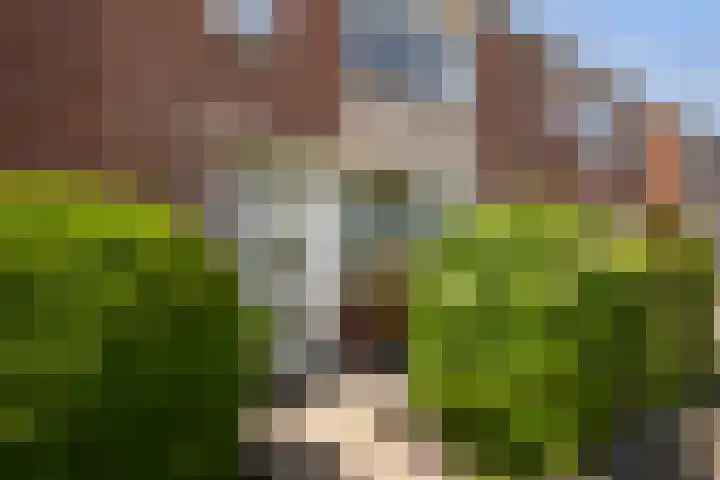 Populierenstraat 44 's-Gravenzande thumbnail 5