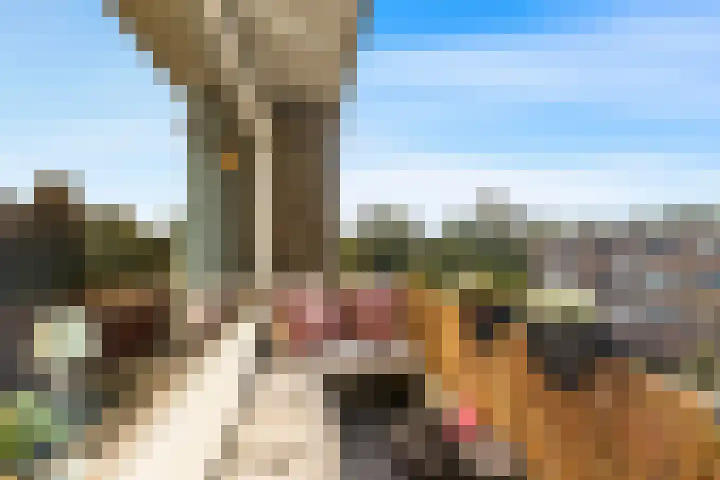 Porcellishof 6 Alkmaar thumbnail 6