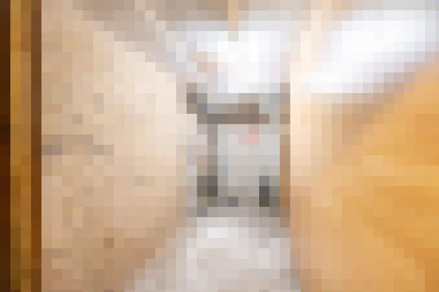 Porcellishof 7 Alkmaar thumbnail 22