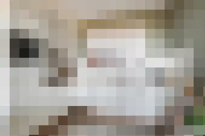 Porporastraat 124 Zwolle thumbnail 19