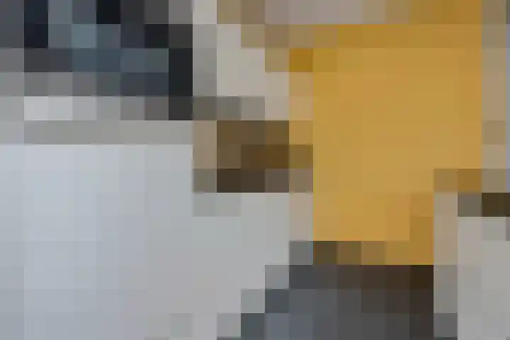 Porta Castra 6 Houten thumbnail 13