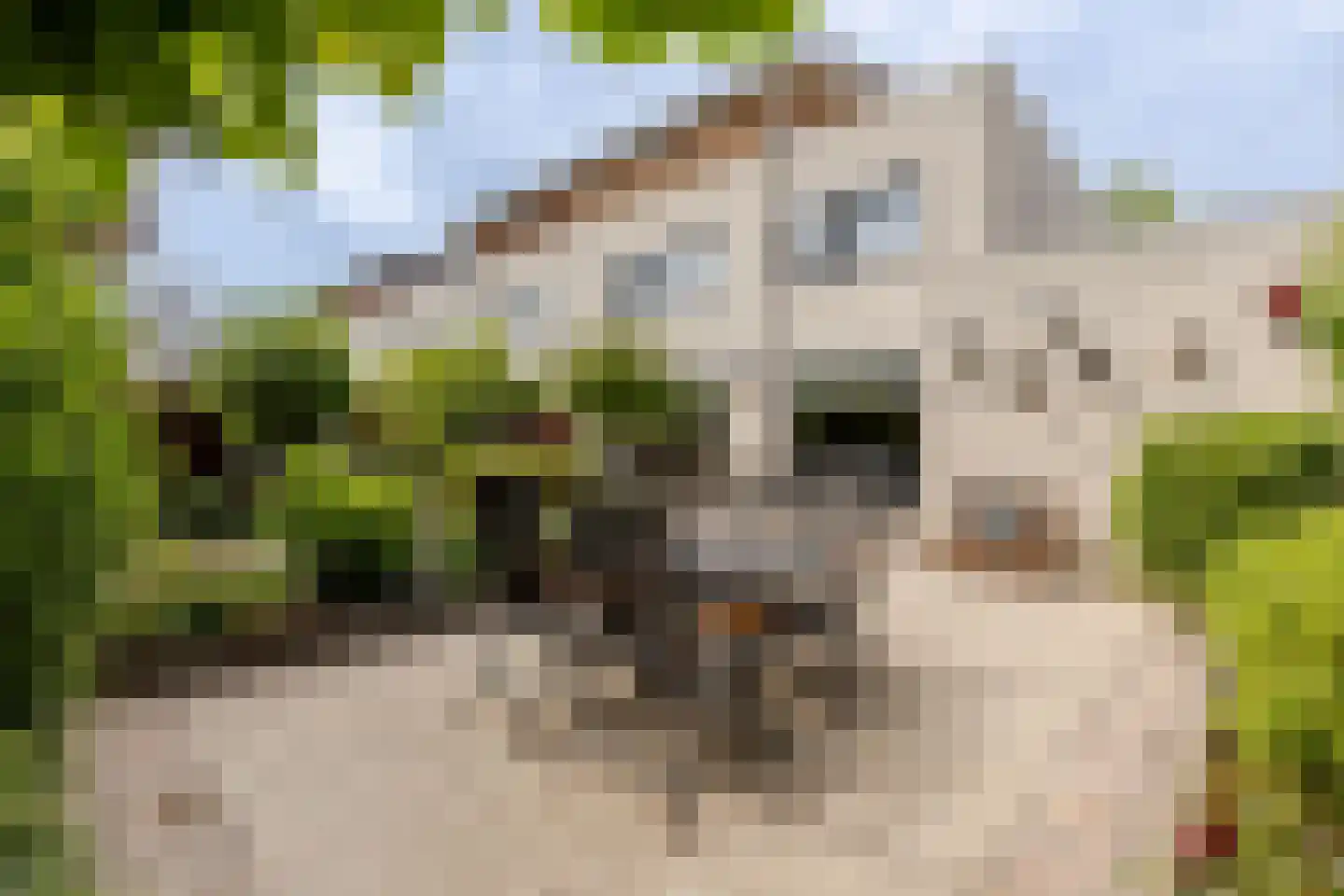 Portugesezoom 1 Nieuwerkerk aan den IJssel thumbnail 15