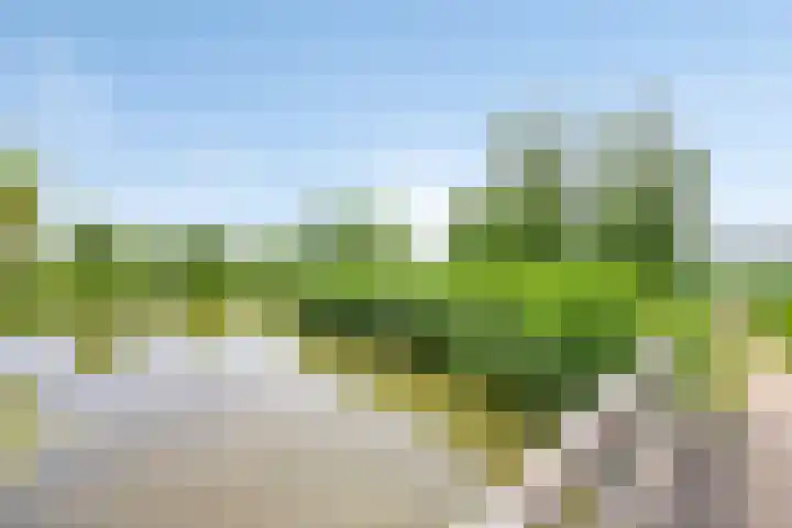 Portugesezoom 12 Nieuwerkerk aan den IJssel thumbnail 41