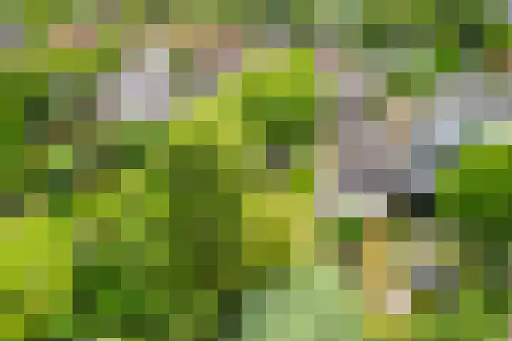 Postakkers 32 Eersel thumbnail 39