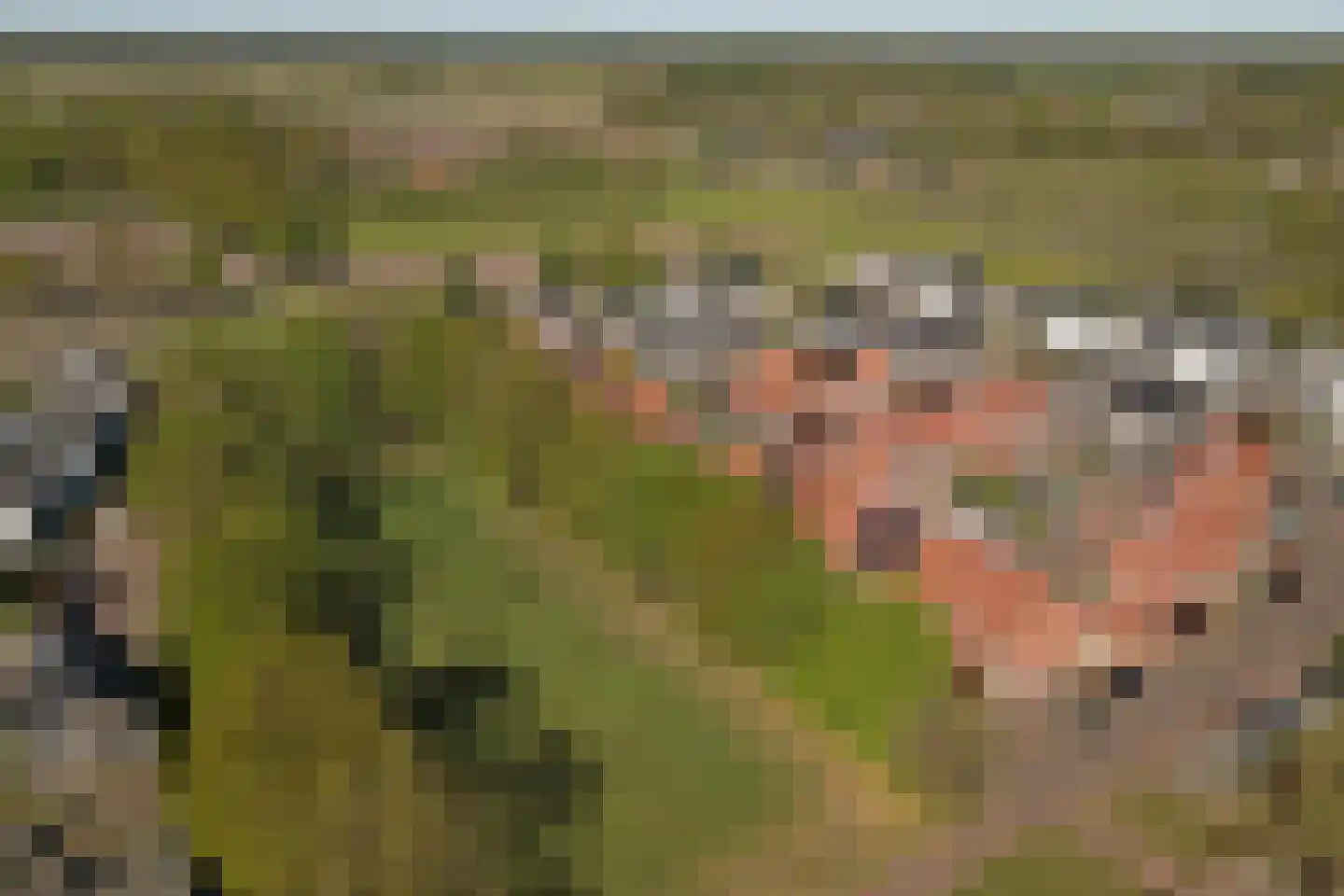 Postelein 12 Diessen thumbnail 31
