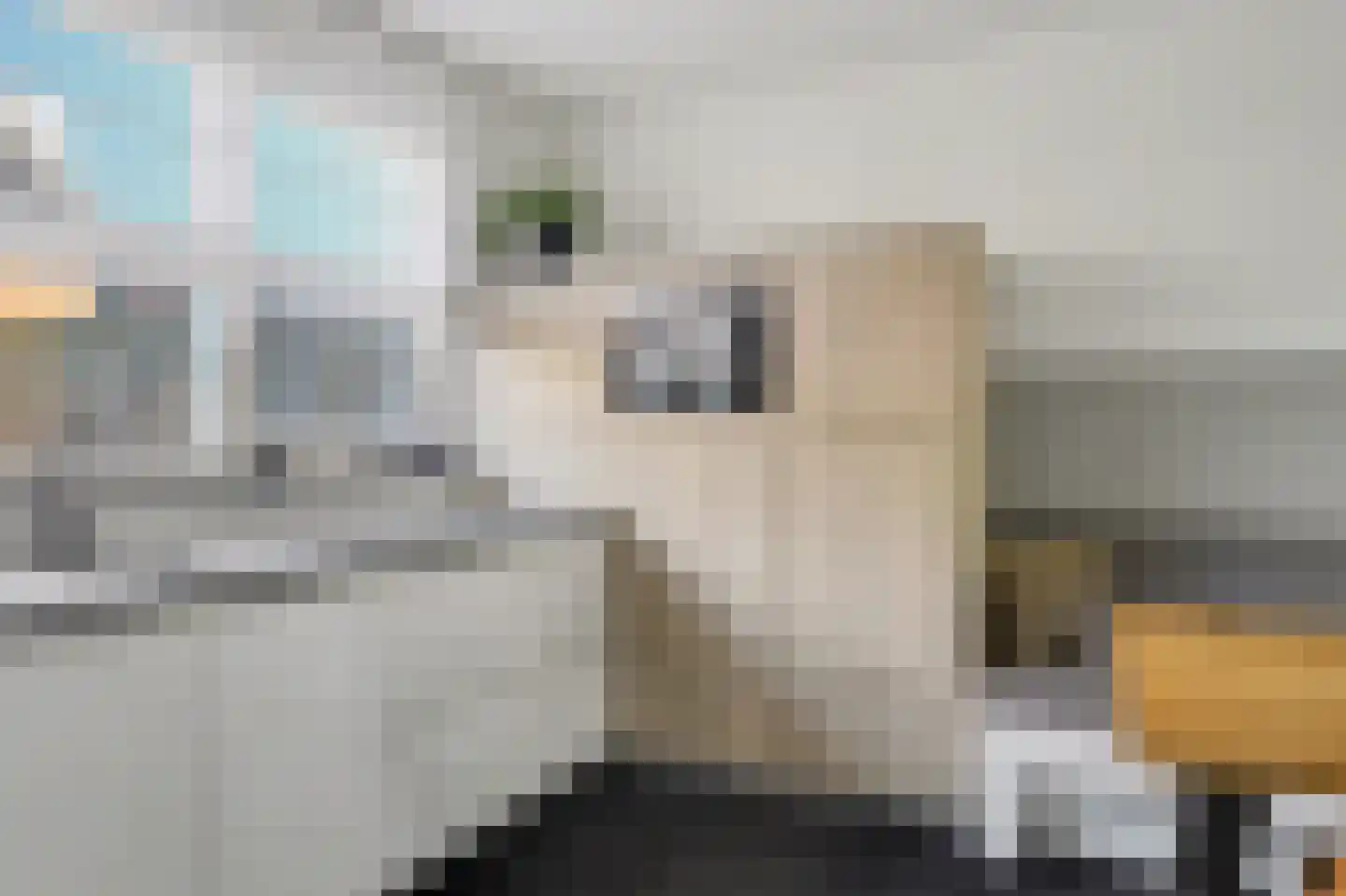Postelein 12 Diessen thumbnail 9