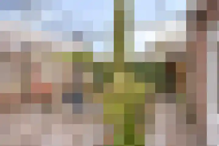 Posteleinserf 5 Helmond thumbnail 39