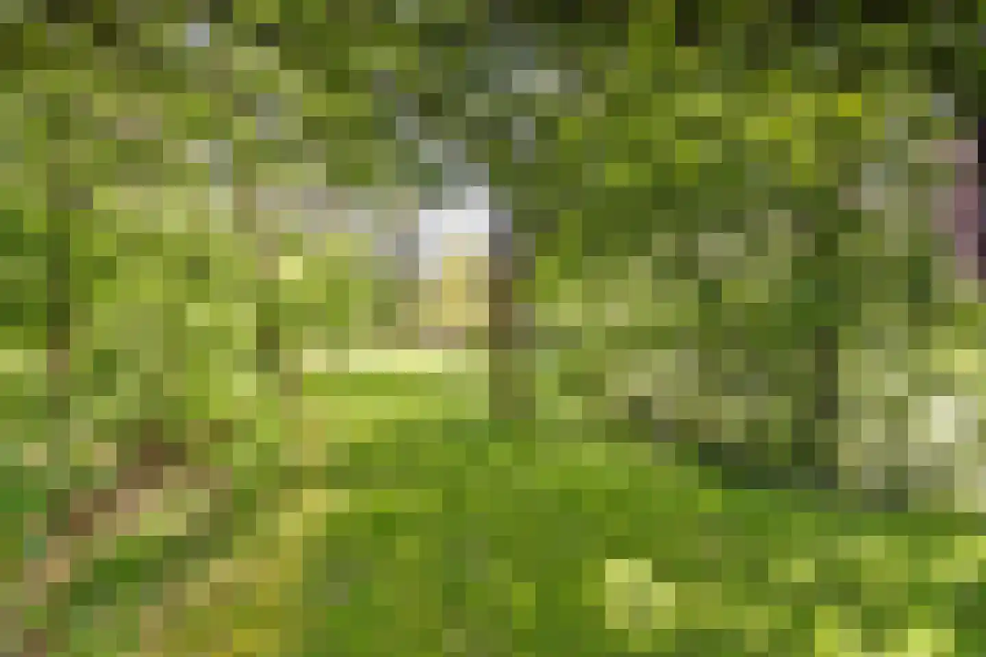 Postelscheheideweg 2 Luyksgestel thumbnail 41