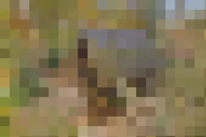 Postelseweg 185 b 2 Eersel thumbnail 11