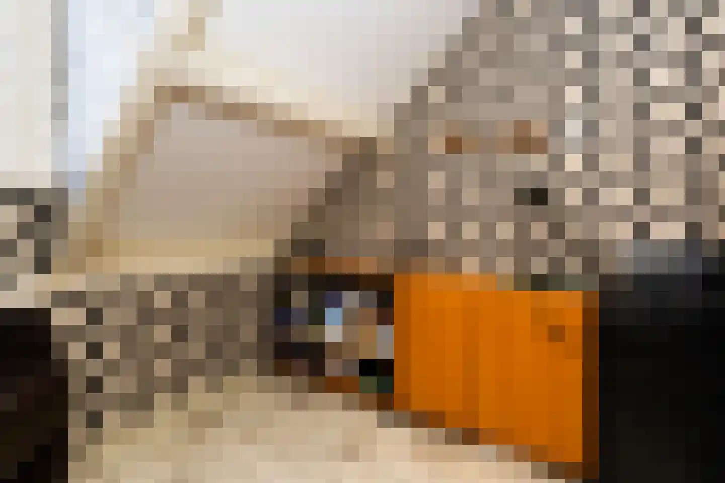 Postgalei 31 Wognum thumbnail 44