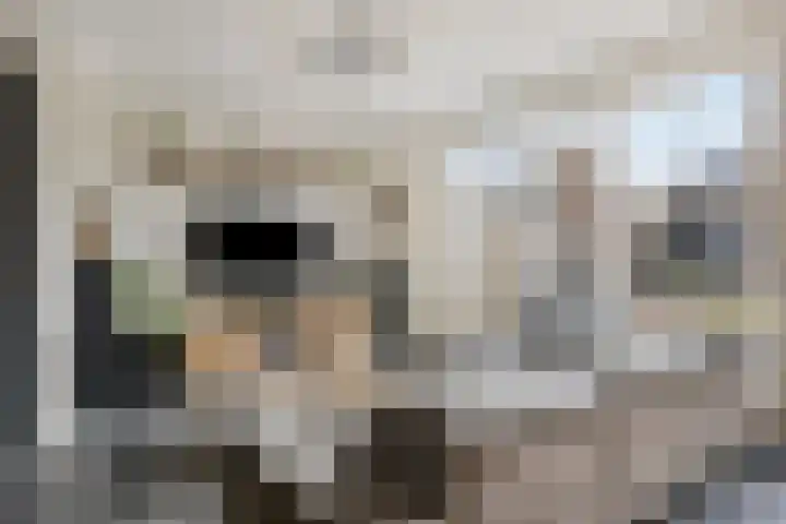 Posthoorn 11 Luyksgestel thumbnail 4