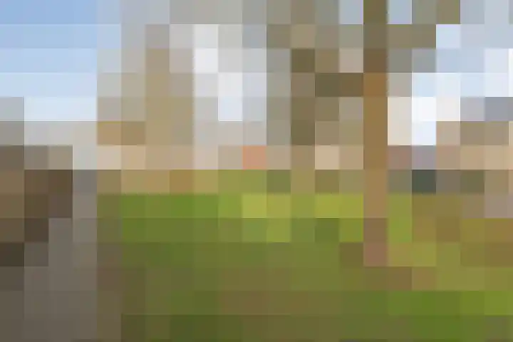 Posthoorn 33 Barger-Compascuum thumbnail 39