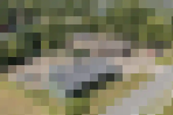 Posthoorn 4 Teteringen thumbnail 66