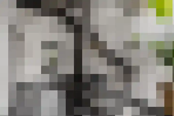 Posthoorn 6 Barger-Compascuum thumbnail 4