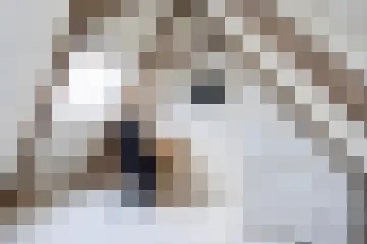 Posthoornsbredehoek 7 Zwolle thumbnail 20