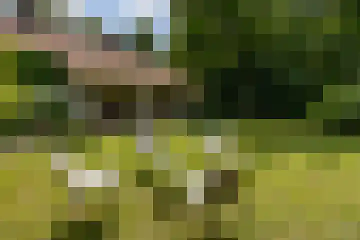 Posthoornseweg 20 Oisterwijk thumbnail 11