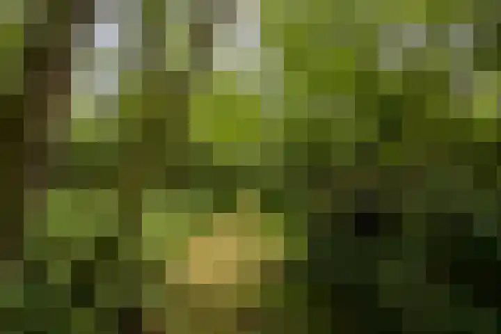 Posthoornseweg 20 Oisterwijk thumbnail 40