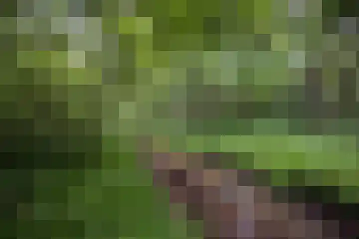 Posthoornseweg 20 Oisterwijk thumbnail 41
