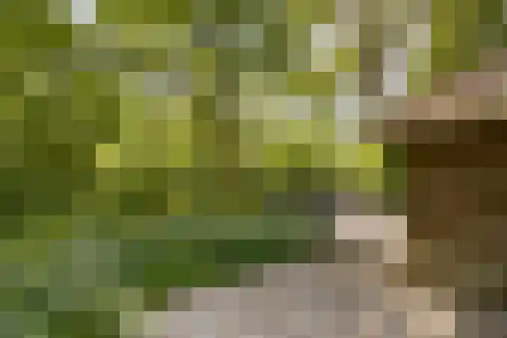 Posthoornseweg 20 Oisterwijk thumbnail 43